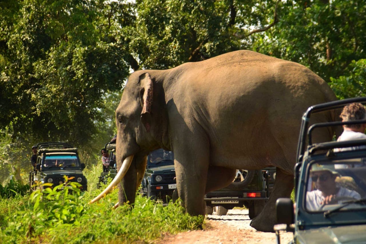 Pobitora Wildlife Sanctuary Travel Guide 2026: The Ultimate Guide to Assam's Rhino Paradise