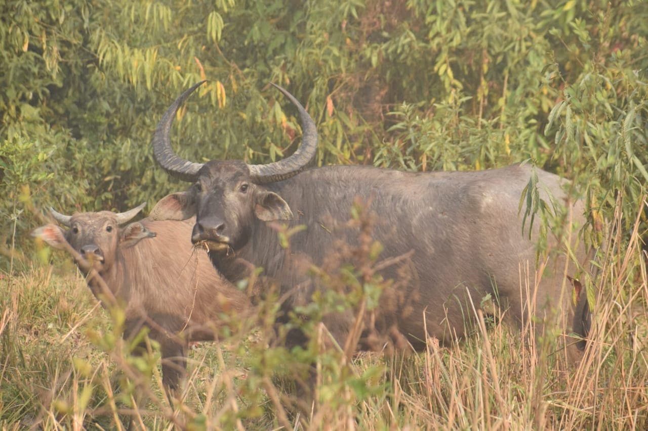 Manas National Park Travel Guide 2026: The Complete Travel Guide to Assam's Untamed Wilderness