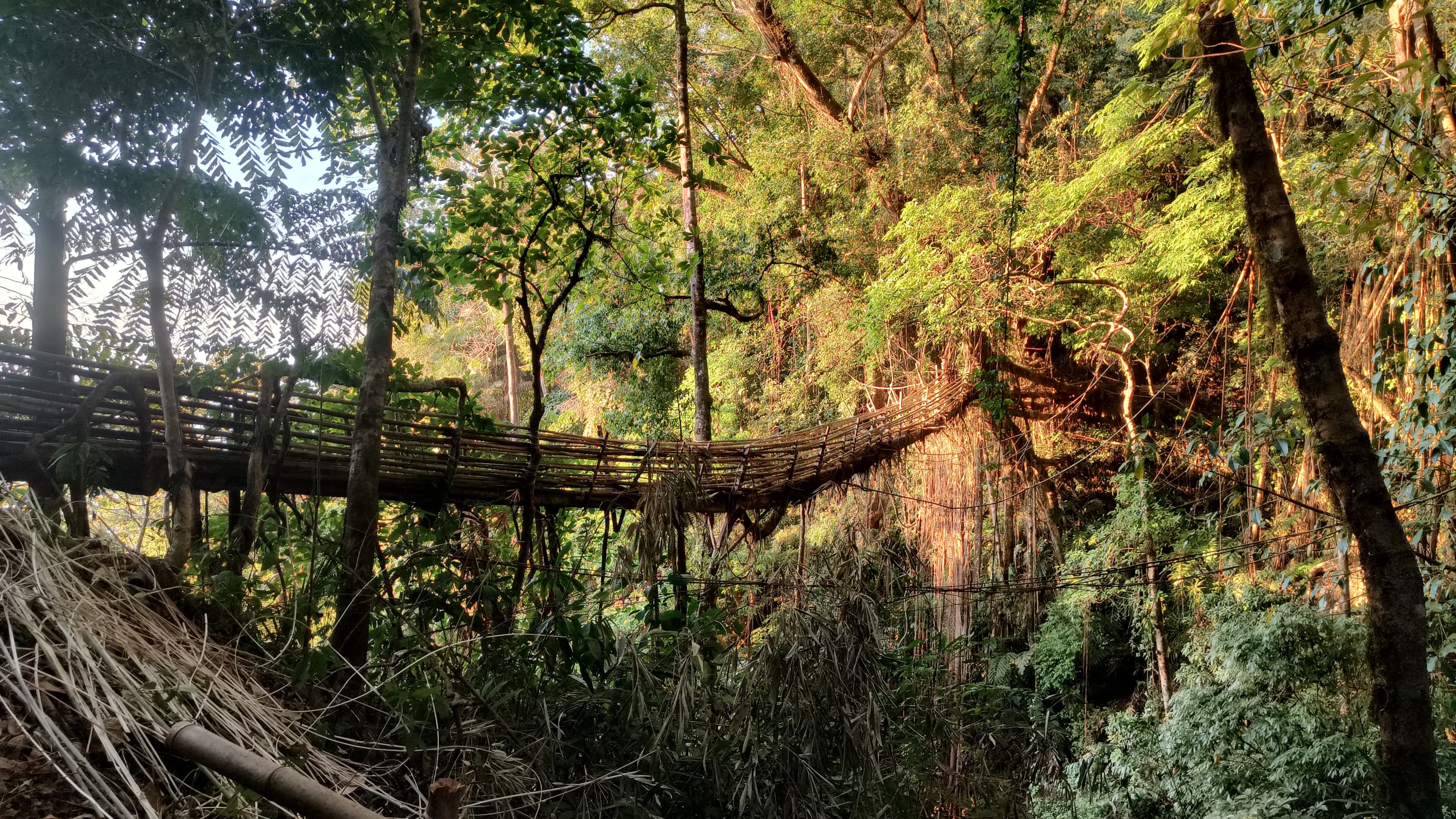 Double Decker Living Root Bridge Travel Guide 2026: Meghalaya’s Ancient Living Wonder, Trek Route & Hidden Rainforest Experience
