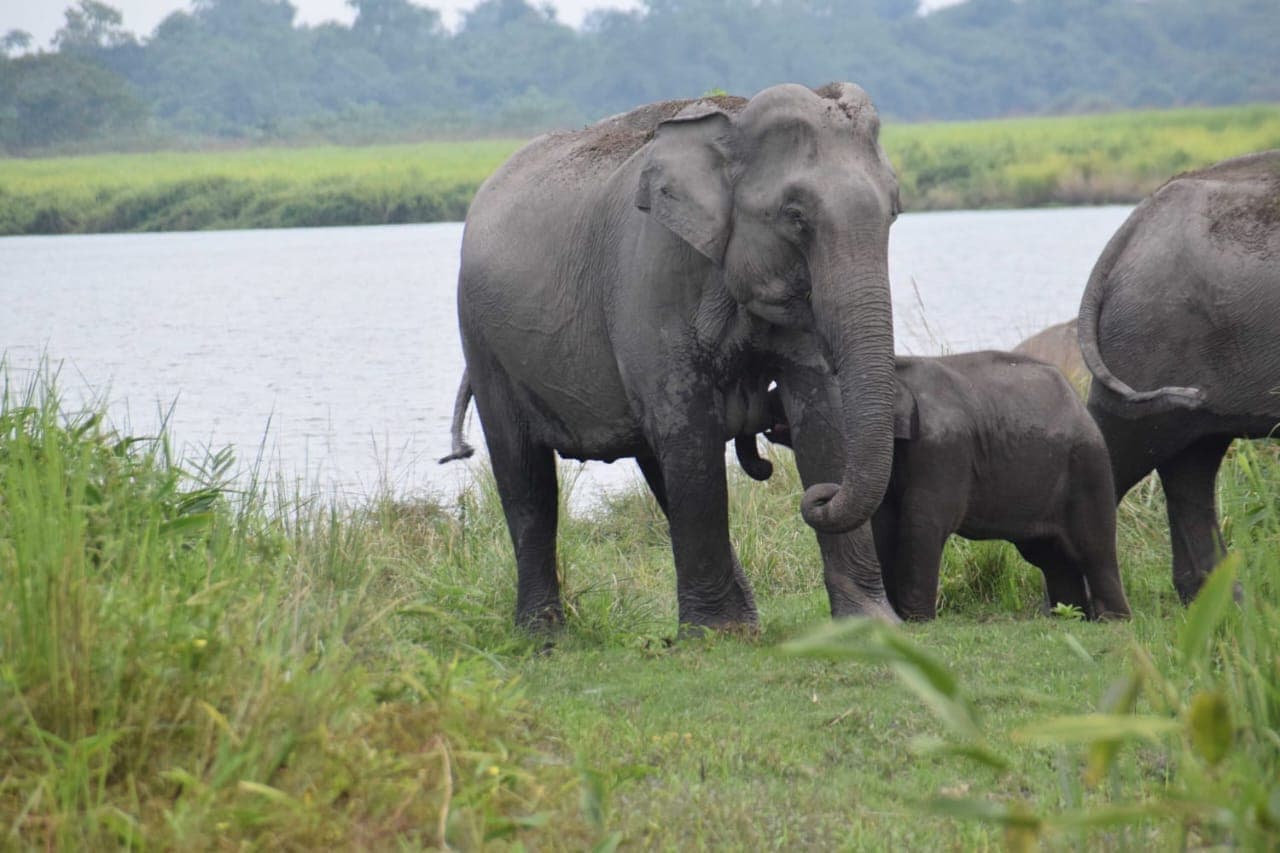 Wildlife of Pobitora: Rhinos, Mammals, Birds & Reptiles