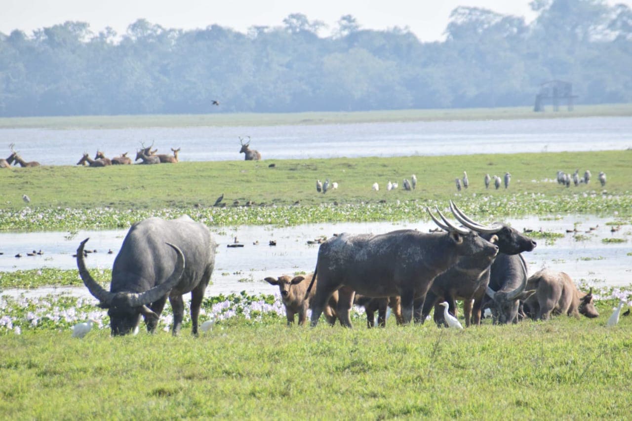 Safari Experience: Jeep & Elephant Safari Timings, Booking & Pricing