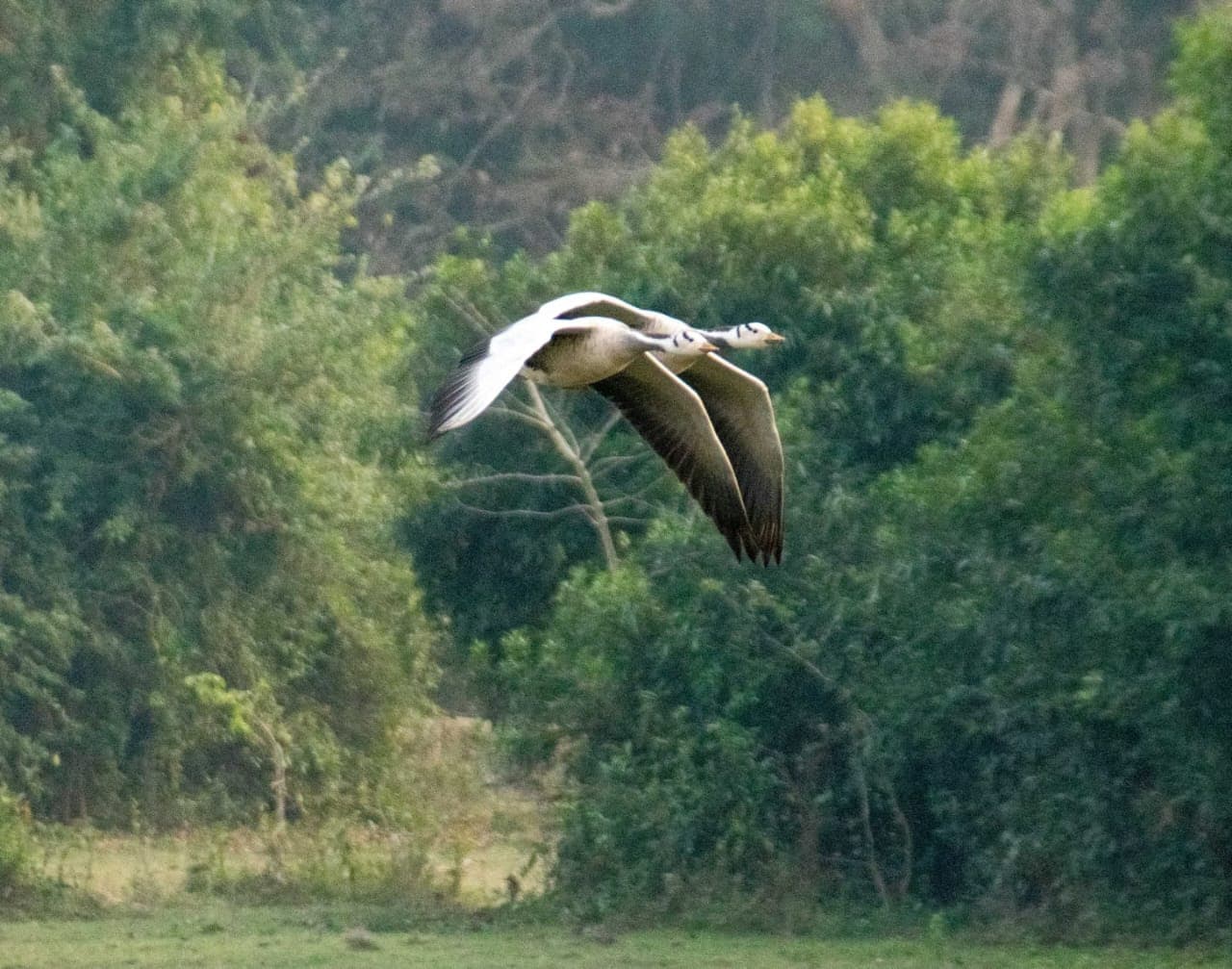 Why Visit Manas National Park?