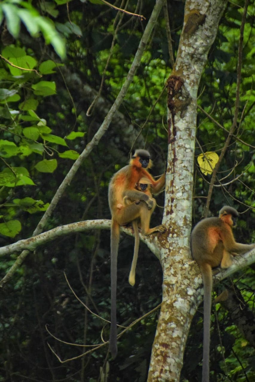 Quick Facts About Pobitora Wildlife Sanctuary