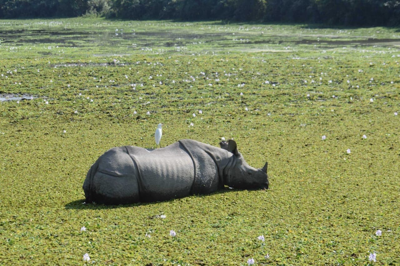 Why Visit Pobitora Wildlife Sanctuary?