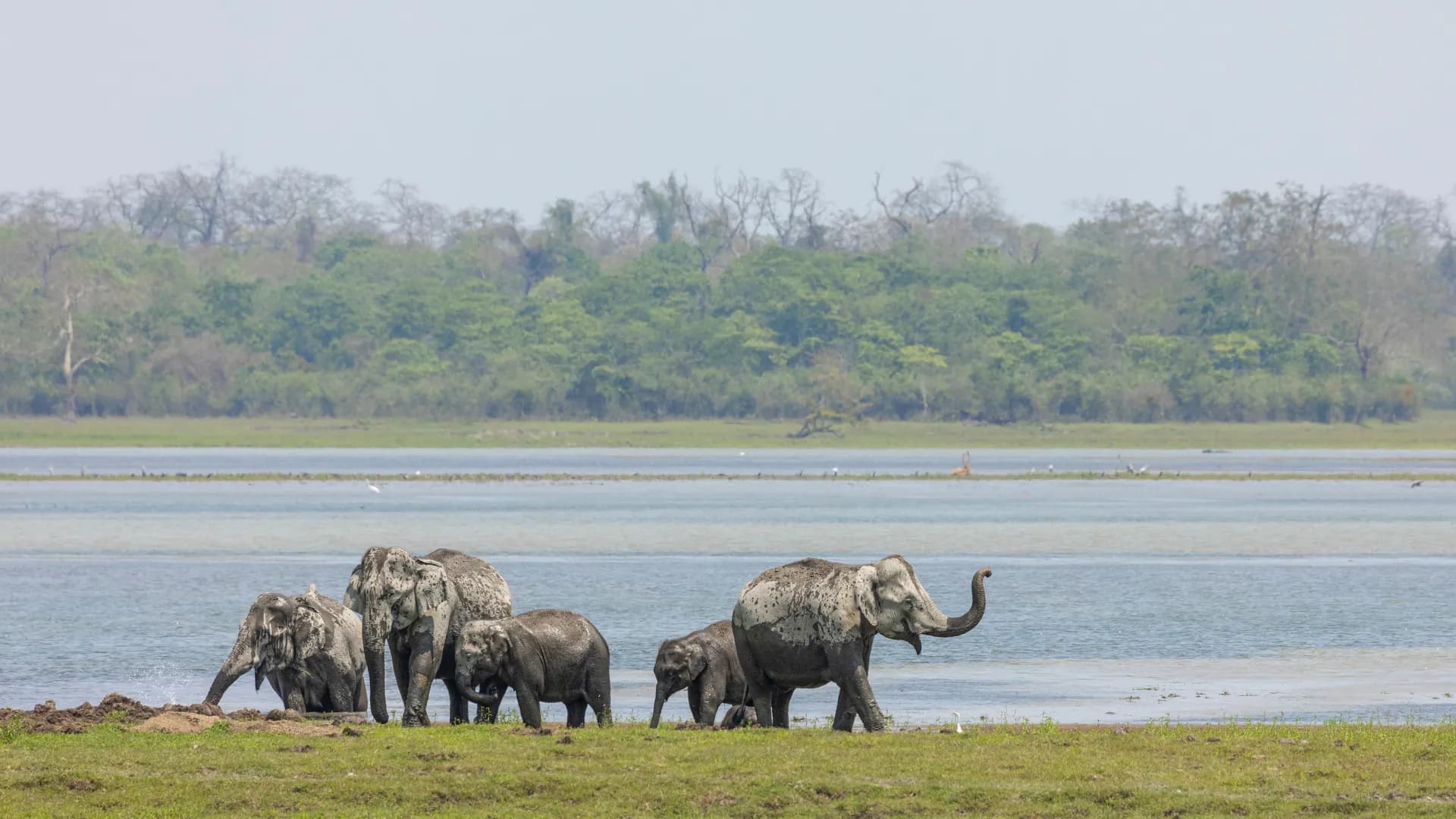 Wildlife & Waterfalls: Kaziranga + Meghalaya – 6N/7D