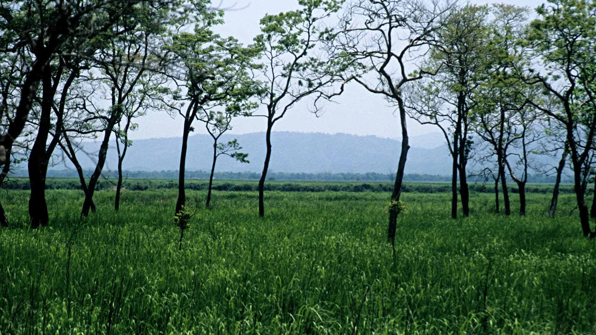 11 Nights 12 Days Kaziranga Nagaland Meghalaya Tour Package