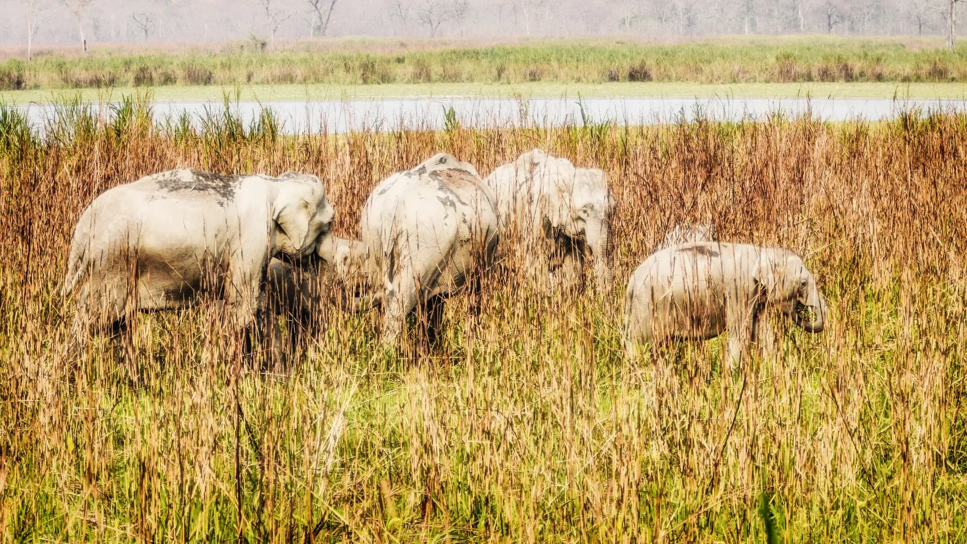 Sunrise in the Grasslands: Kaziranga Elephant Safari Guide
