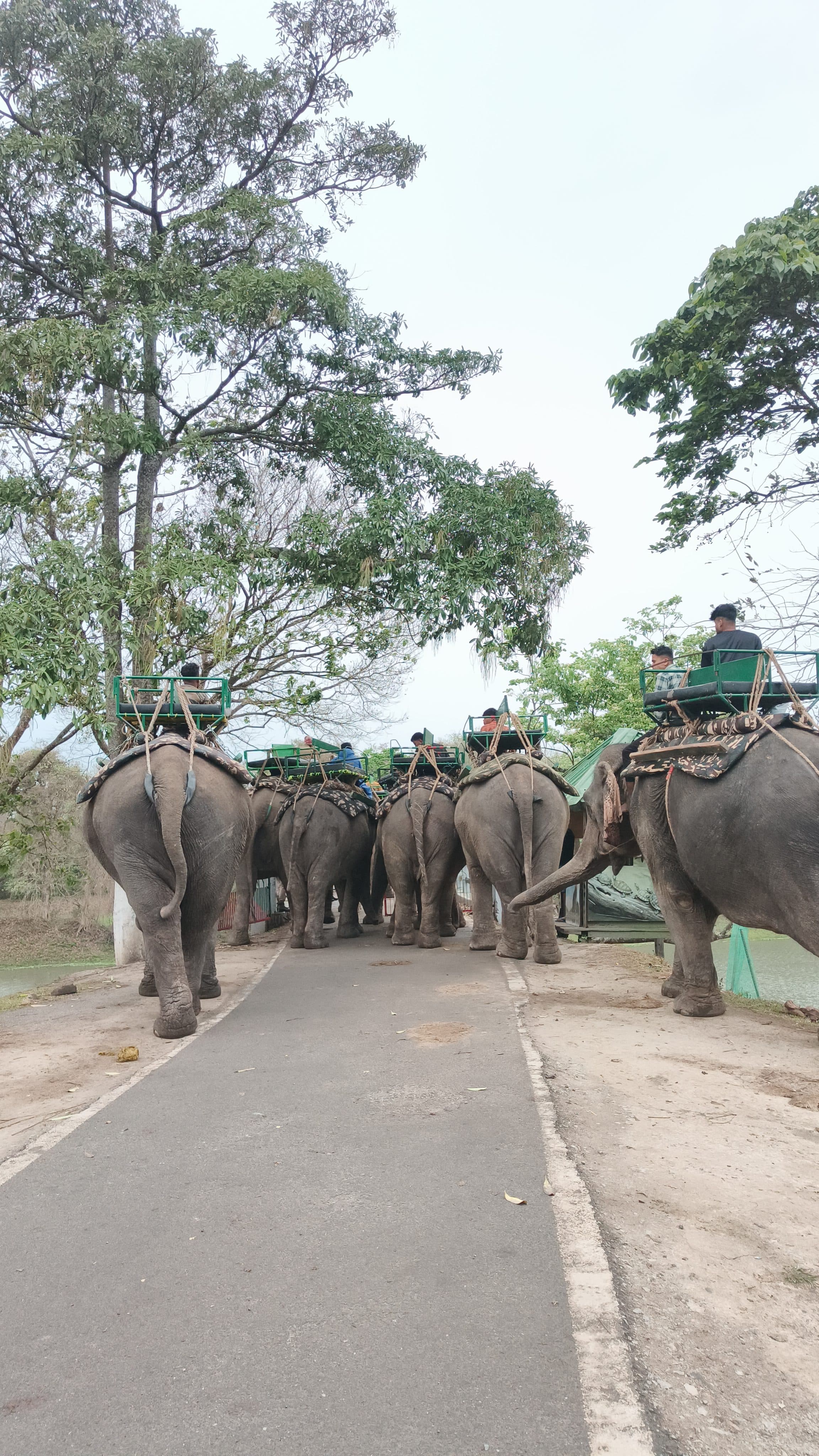 Kaziranga Elephant Safari