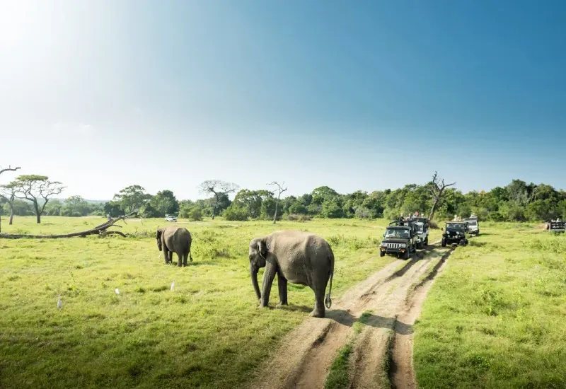 Kaziranga Jeep Safari