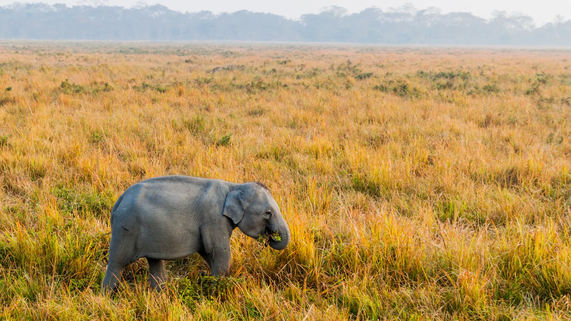11 Nights / 12 Days Kaziranga – Meghalaya – Tawang Grand Road Trip