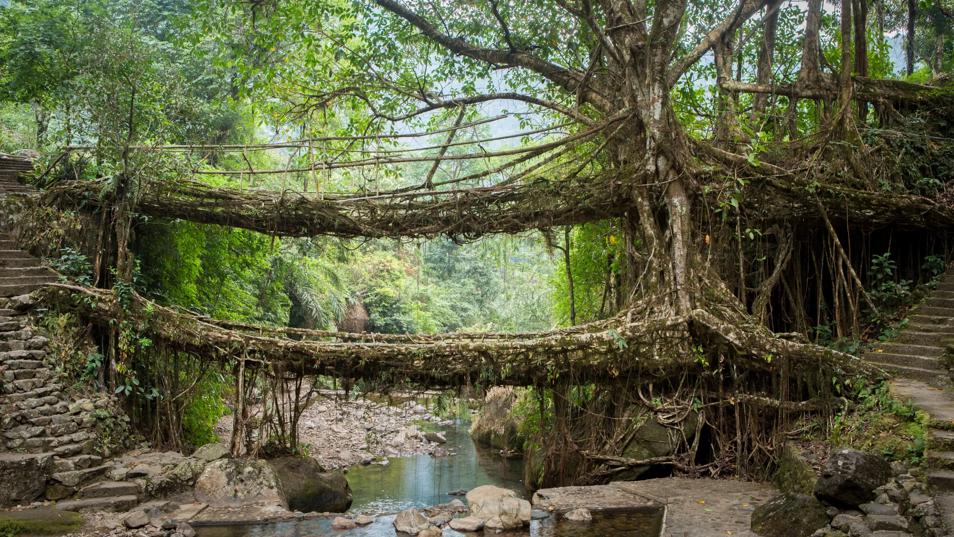 Living Root Bridge Trek